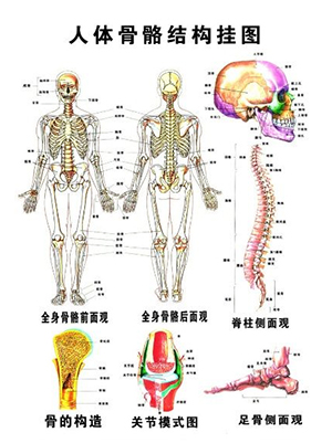 骨密度测量仪关注骨骼健康：认识骨骼的剖析
